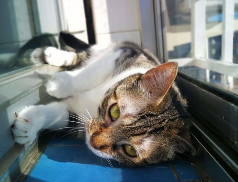 multimedia-foto58112-709-1