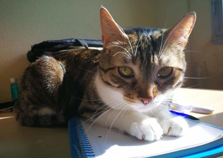 multimedia-foto58114-709-1