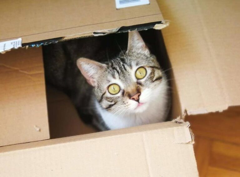 multimedia-foto58115-710-1