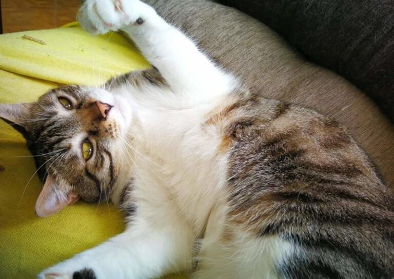 multimedia-foto58116-710-1