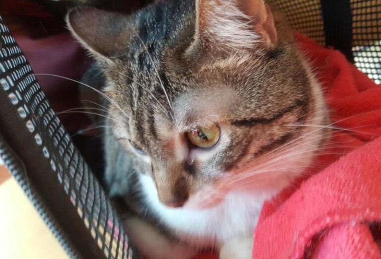 multimedia-foto58117-739-1