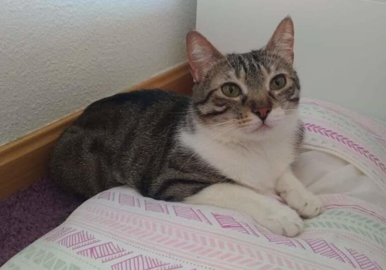 multimedia-foto58118-739-1