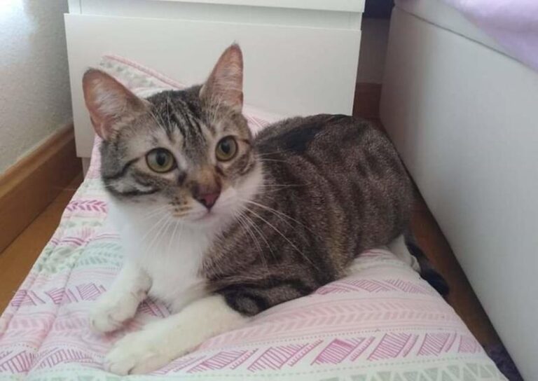 multimedia-foto58119-739-1