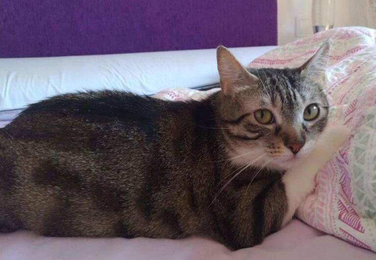 multimedia-foto58120-740-1