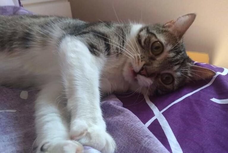 multimedia-foto58121-740-1