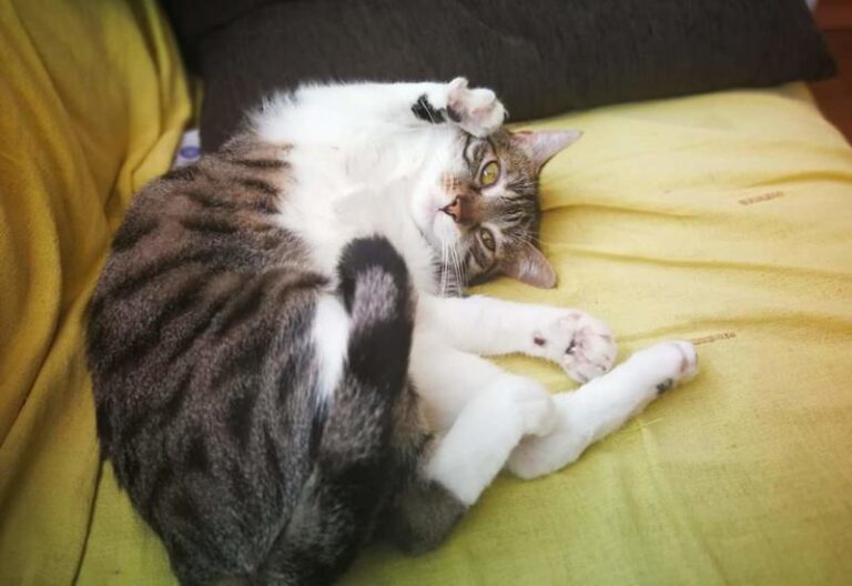 multimedia-foto58122-740-1