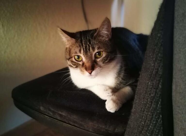 multimedia-foto58123-740-1