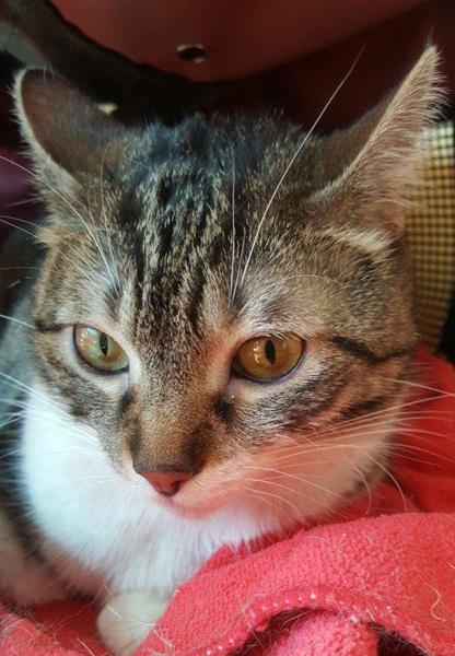 multimedia-foto58124-740-1