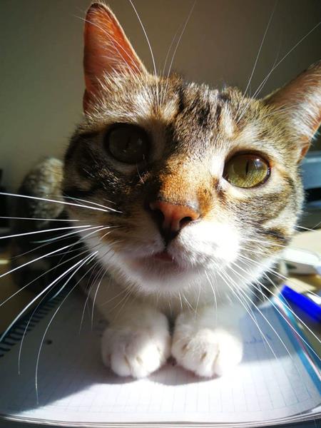 multimedia-foto58125-756-1