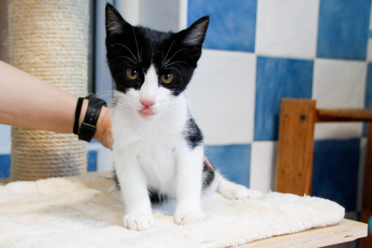 multimedia-foto58129-421-1