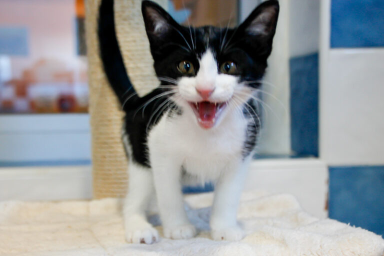 multimedia-foto58130-421-1