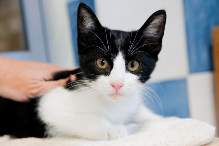 multimedia-foto58131-421-1