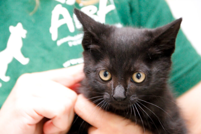 multimedia-foto58144-742-1