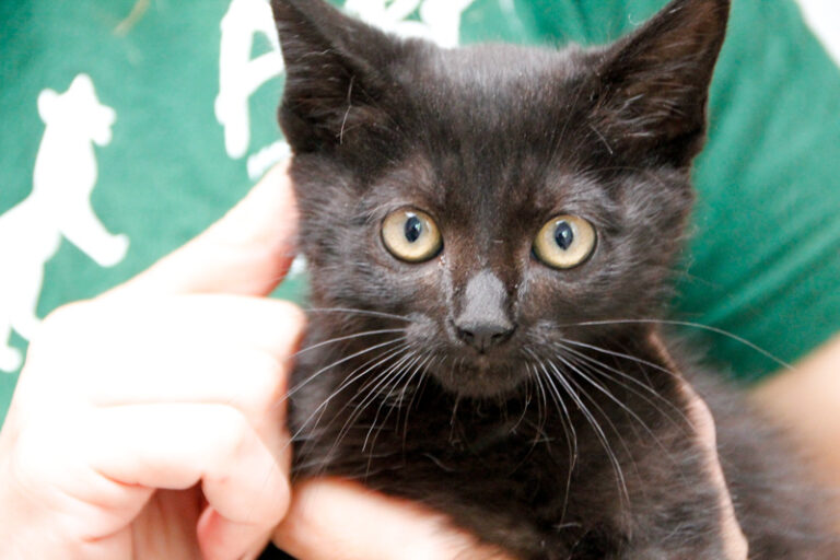 multimedia-foto58145-742-1