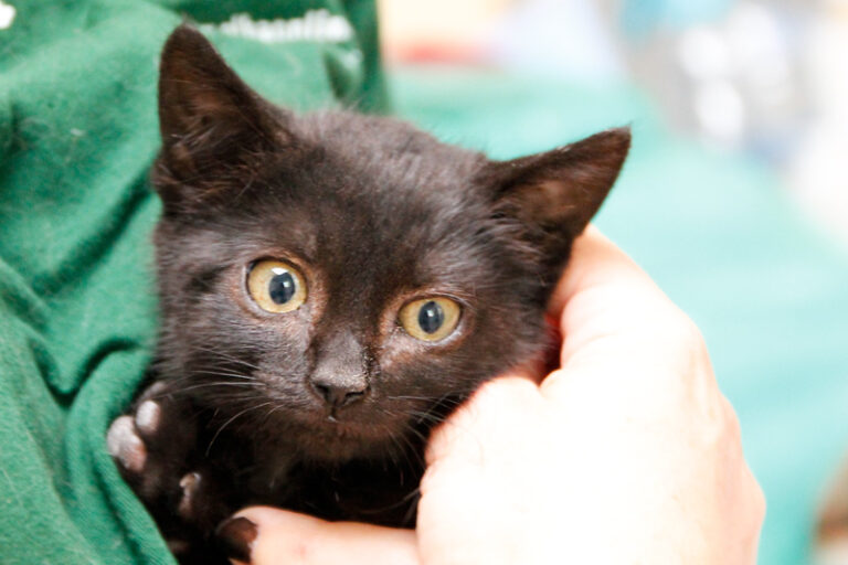 multimedia-foto58149-804-1