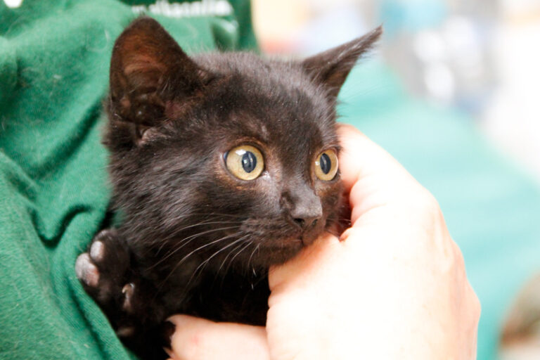 multimedia-foto58151-804-1