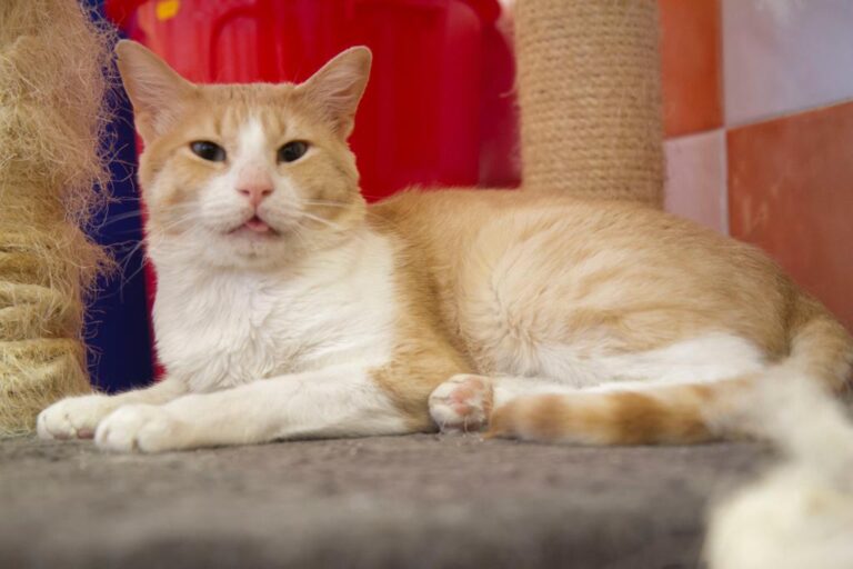 multimedia-foto58208-140-1