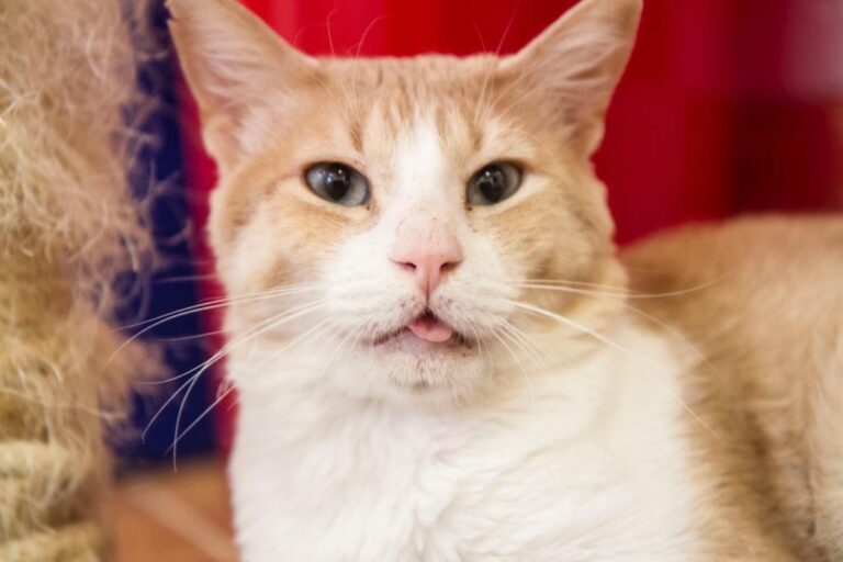 multimedia-foto58209-140-1