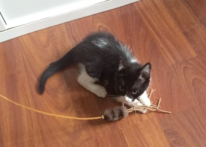 multimedia-foto58273-450-1