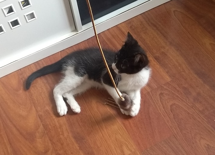 multimedia-foto58274-451-1