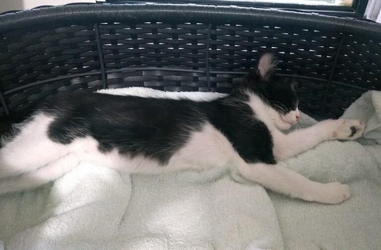 multimedia-foto58279-452-1