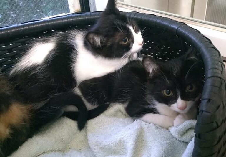 multimedia-foto58281-452-1