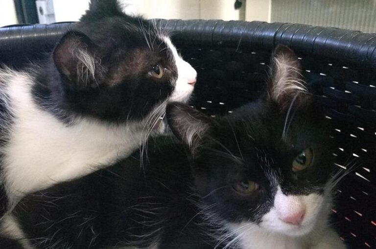 multimedia-foto58282-452-1