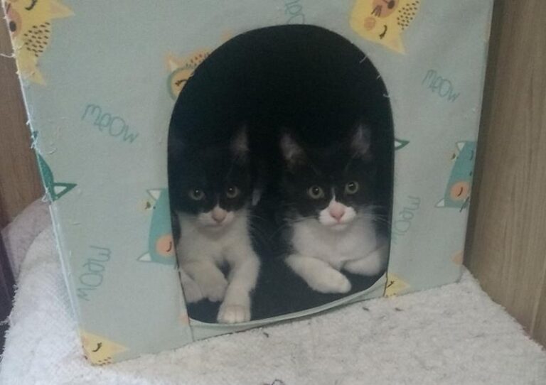 multimedia-foto58283-452-1