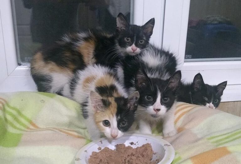 multimedia-foto58284-452-1