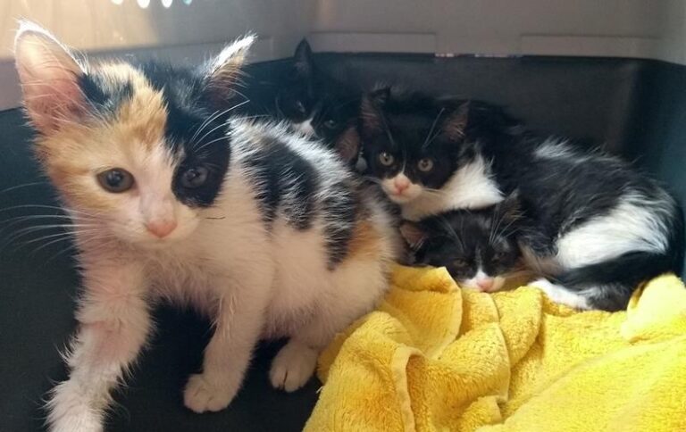 multimedia-foto58285-453-1