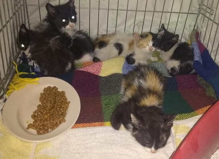 multimedia-foto58286-453-1