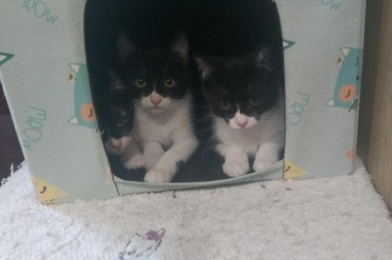 multimedia-foto58288-453-1