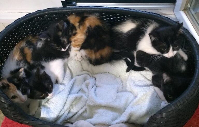 multimedia-foto58289-453-1