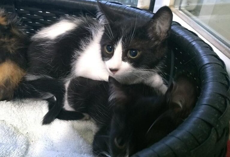 multimedia-foto58290-453-1