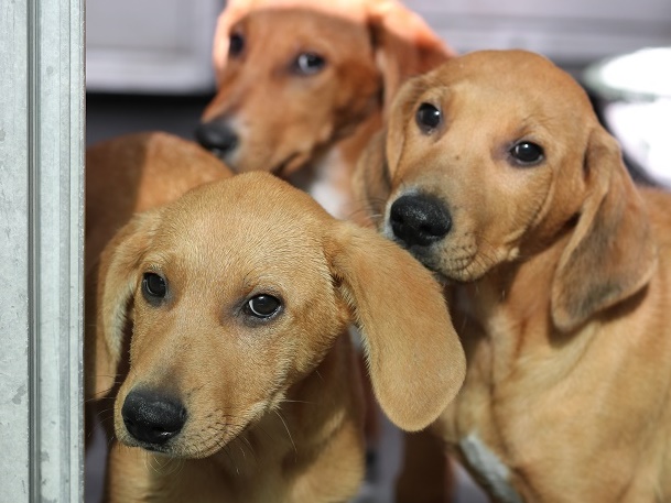 multimedia-foto58372-720-1