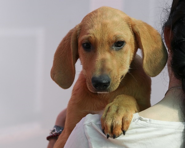 multimedia-foto58377-294-1