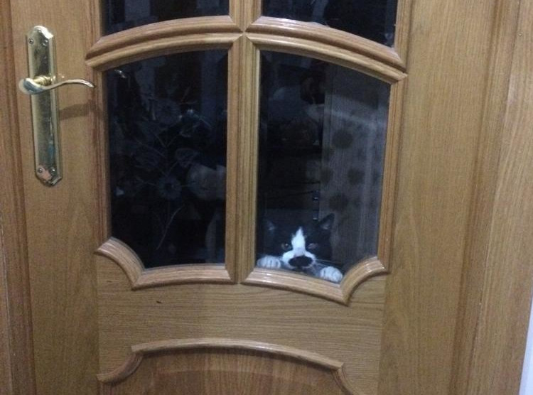 multimedia-foto58385-257-1