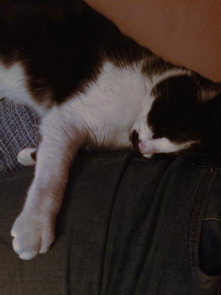 multimedia-foto58386-257-1