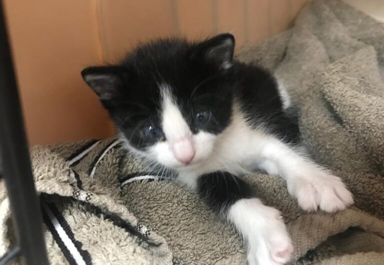 multimedia-foto58429-518-1