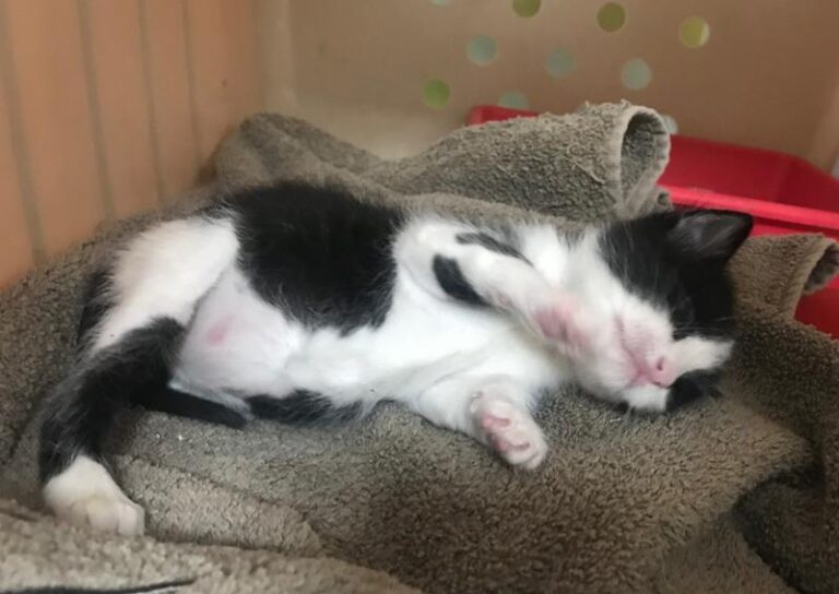 multimedia-foto58430-519-1