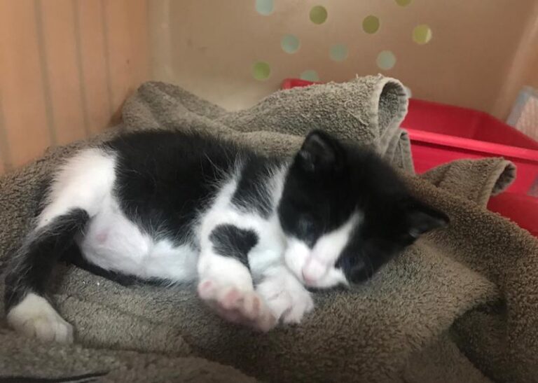 multimedia-foto58431-519-1