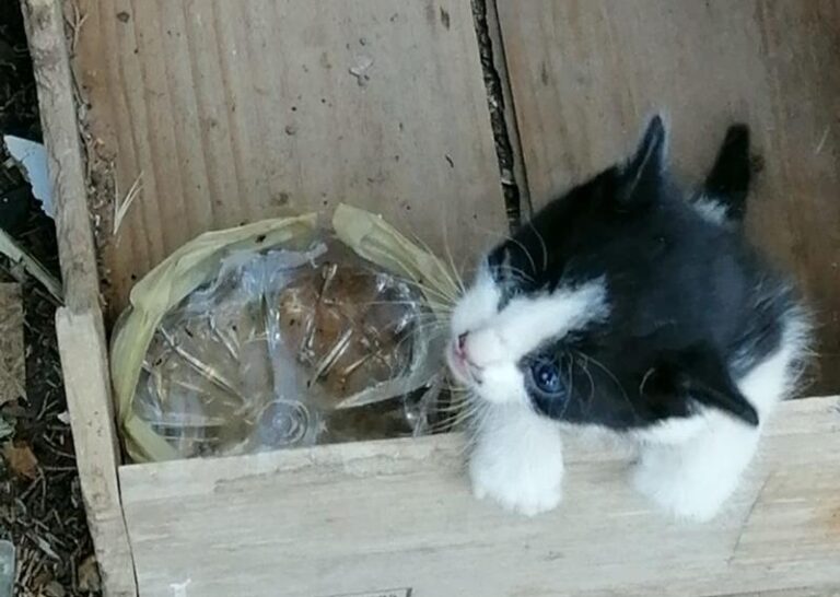 multimedia-foto58434-519-1