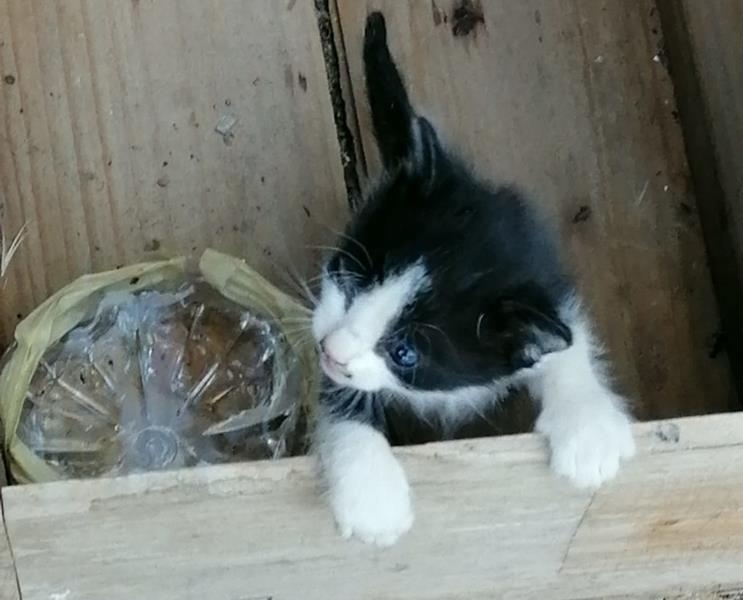 multimedia-foto58435-519-1