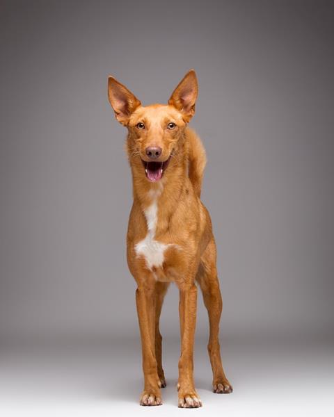 multimedia-foto58449-84-1