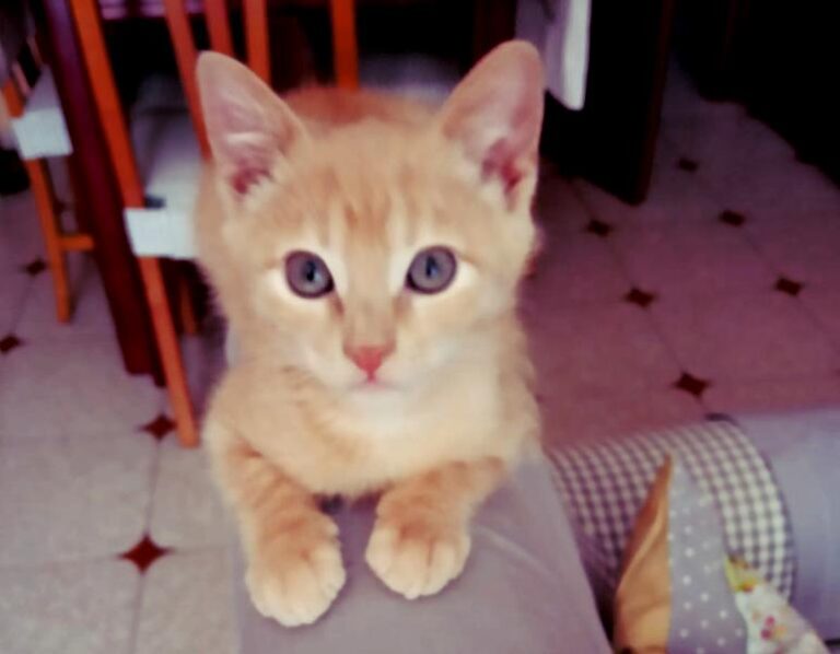 multimedia-foto58503-290-1