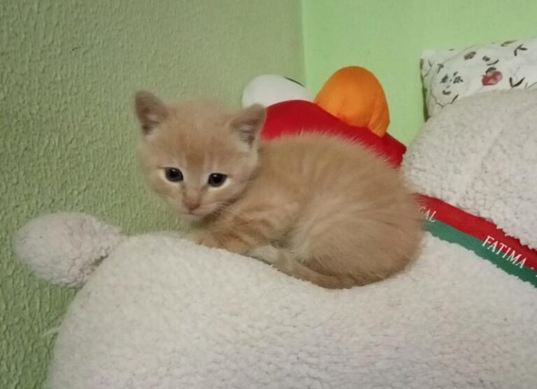 multimedia-foto58509-291-1