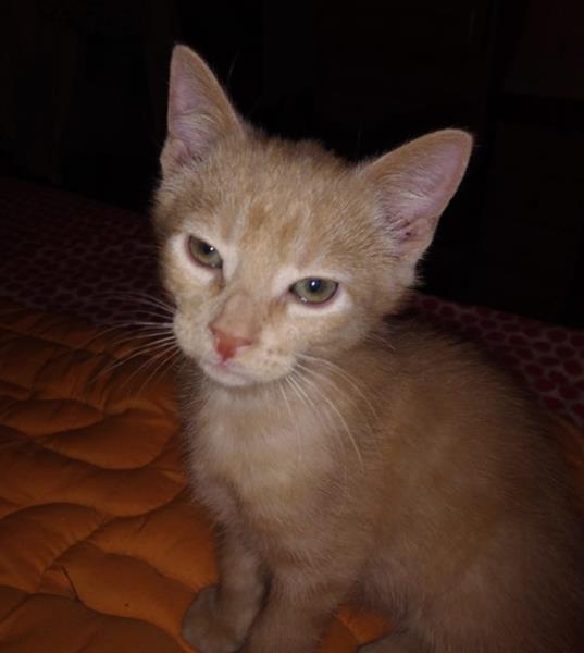 multimedia-foto58510-291-1