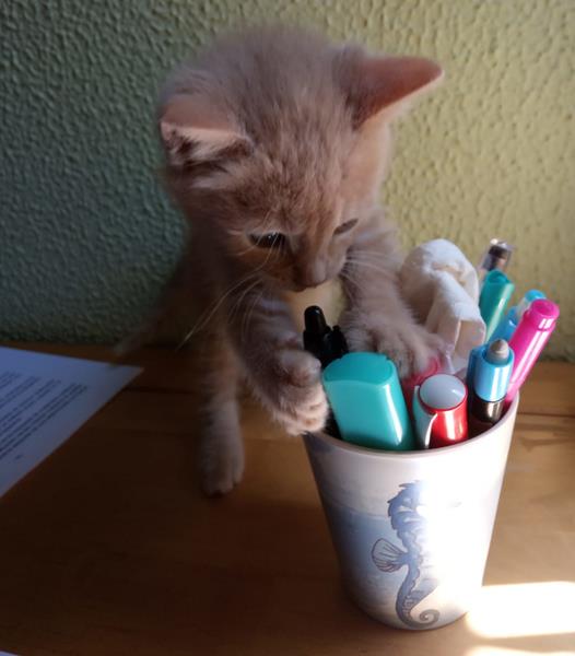 multimedia-foto58511-291-1