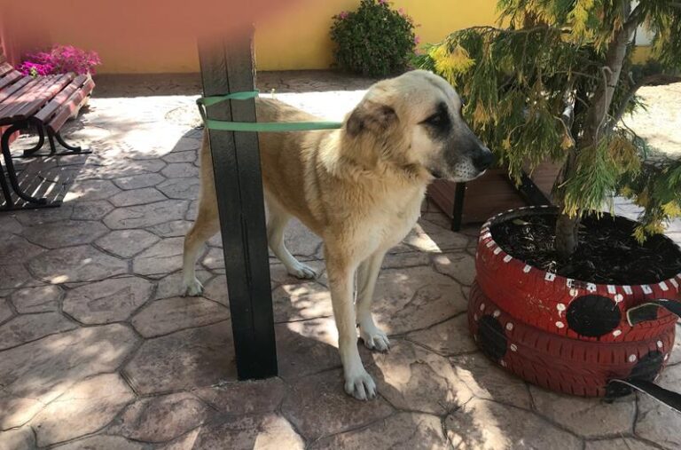 multimedia-foto58562-956-1