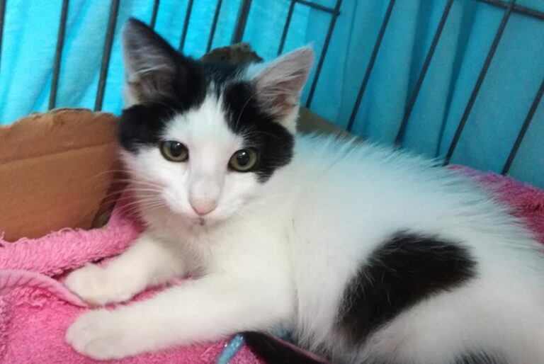 multimedia-foto58573-235-1